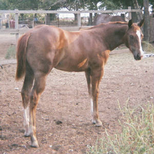 ceebeaucoolfilly6mos.jpg